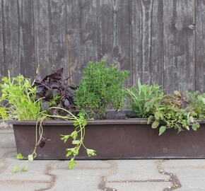 Sestava bylinek pro francouzskou kuchyni - Francouzské bylinky