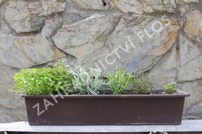 Sestava bylinek pro italskou kuchyni - Italské bylinky