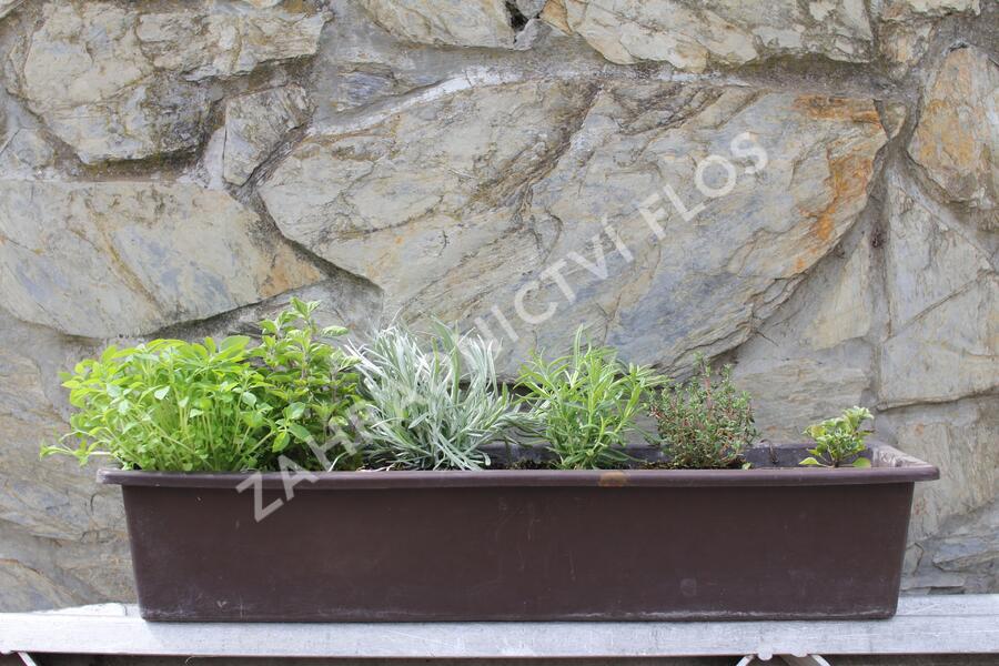 Sestava bylinek pro italskou kuchyni - Italské bylinky