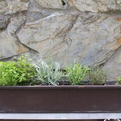 Sestava bylinek pro italskou kuchyni - Italské bylinky