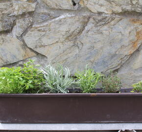 Sestava bylinek pro italskou kuchyni