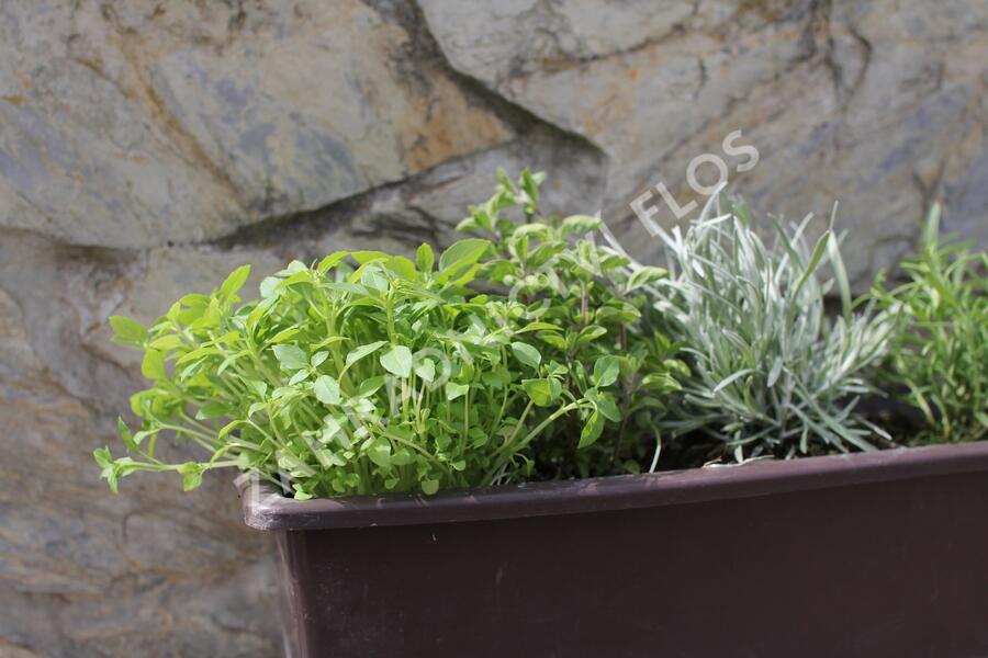 Sestava bylinek pro italskou kuchyni - Italské bylinky