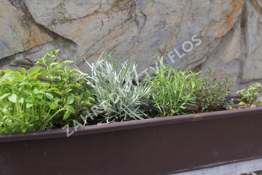 Sestava bylinek pro italskou kuchyni - Italské bylinky