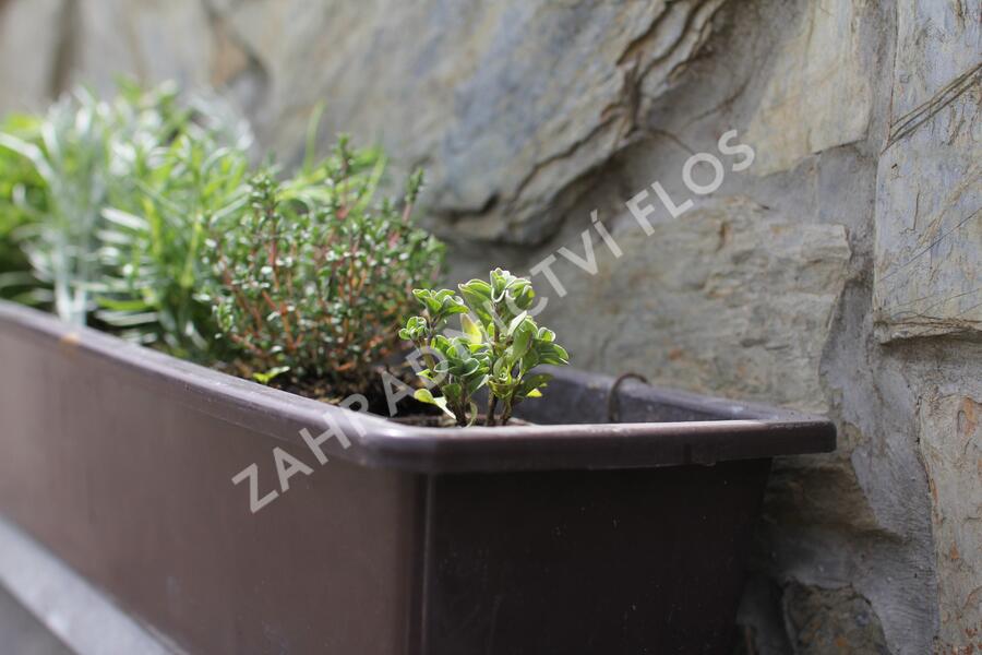 Sestava bylinek pro italskou kuchyni - Italské bylinky