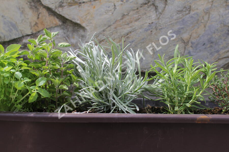 Sestava bylinek pro italskou kuchyni - Italské bylinky