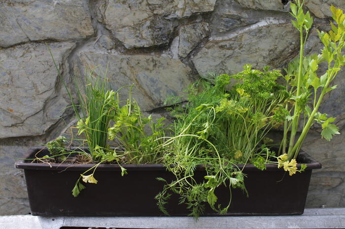 Sestava bylinek pro českou kuchyni - České bylinky