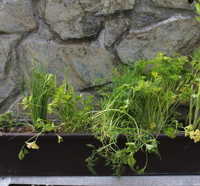 Sestava bylinek pro českou kuchyni