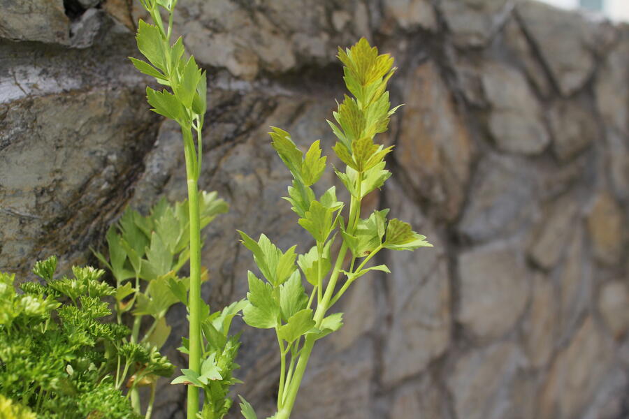 Sestava bylinek pro českou kuchyni - České bylinky