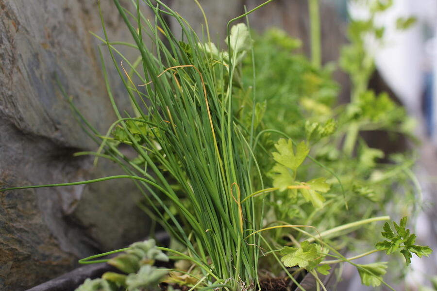 Sestava bylinek pro českou kuchyni - České bylinky