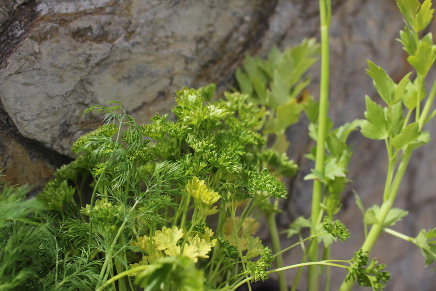 Sestava bylinek pro českou kuchyni - České bylinky