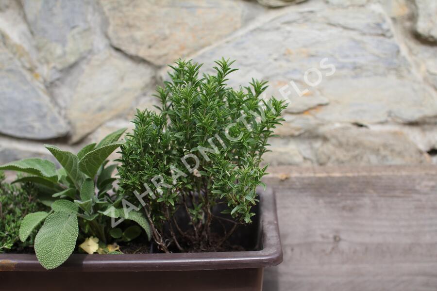 Sestava bylinek pro středomořskou kuchyni - Středomořské bylinky