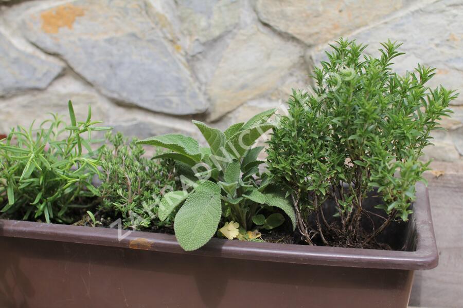 Sestava bylinek pro středomořskou kuchyni - Středomořské bylinky