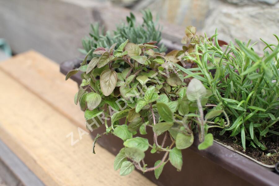 Sestava bylinek pro středomořskou kuchyni - Středomořské bylinky