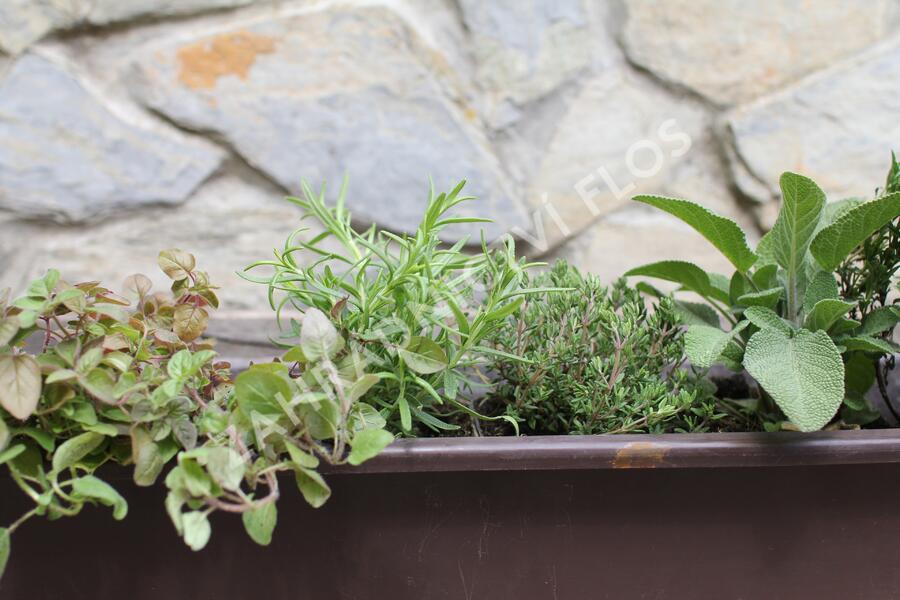 Sestava bylinek pro středomořskou kuchyni - Středomořské bylinky