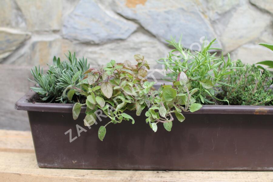 Sestava bylinek pro středomořskou kuchyni - Středomořské bylinky