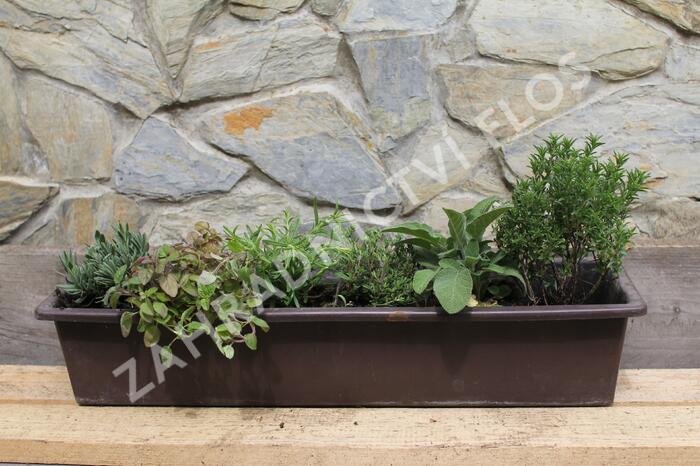 Sestava bylinek pro středomořskou kuchyni - Středomořské bylinky