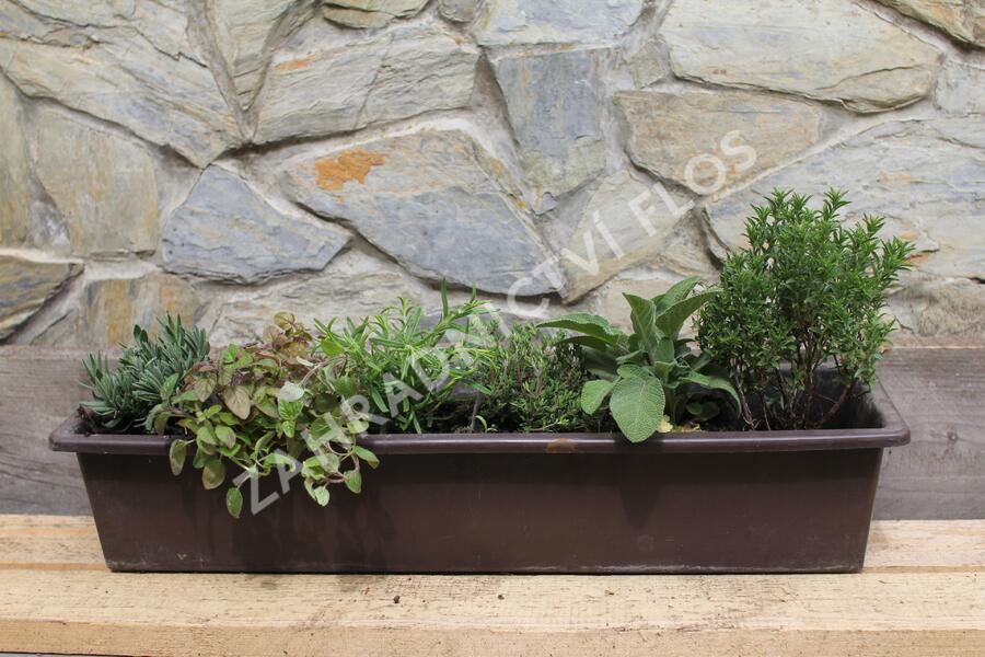 Sestava bylinek pro středomořskou kuchyni - Středomořské bylinky