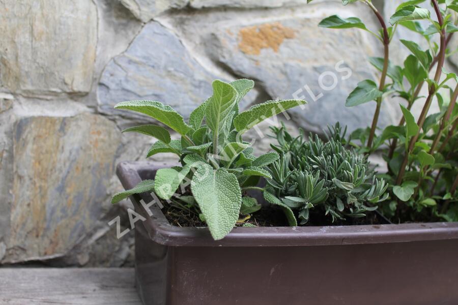 Sestava bylinek na čaj - Bylinky na čaj