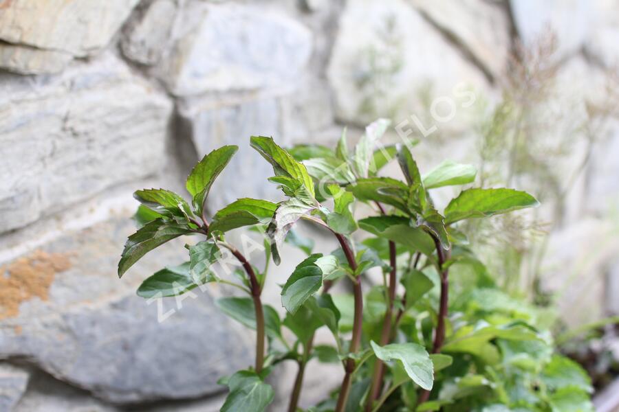 Sestava bylinek na čaj - Bylinky na čaj