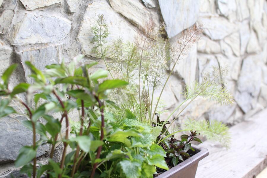 Sestava bylinek na čaj - Bylinky na čaj