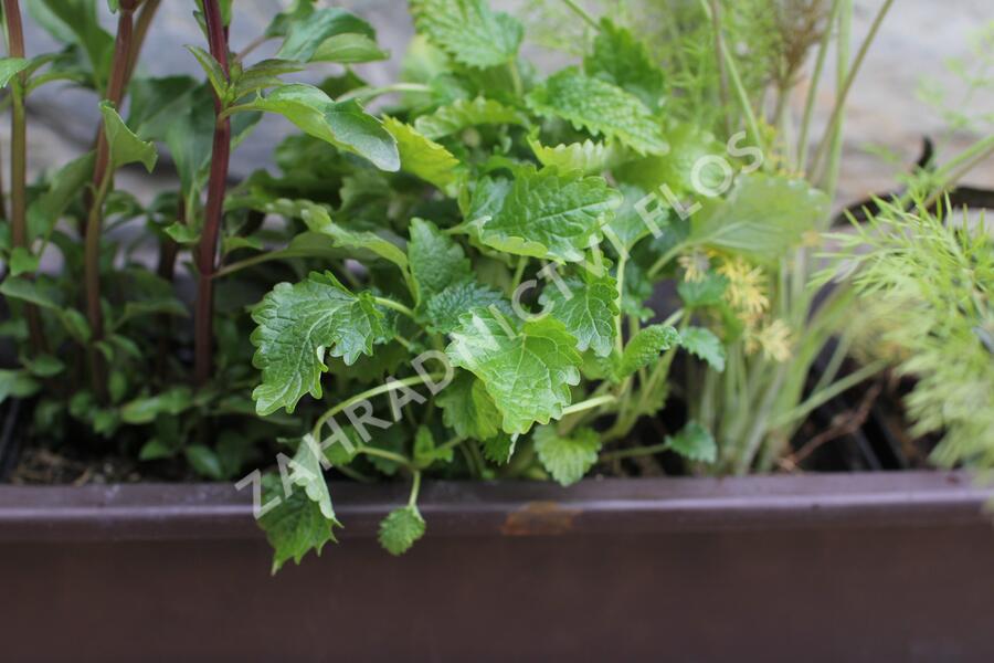 Sestava bylinek na čaj - Bylinky na čaj