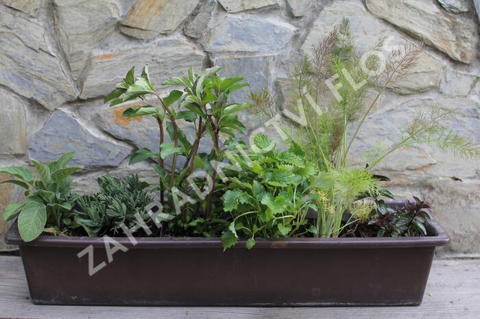 Sestava bylinek na čaj - Bylinky na čaj