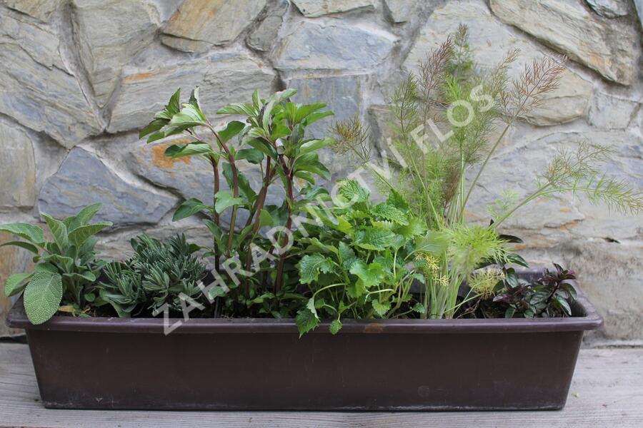 Sestava bylinek na čaj - Bylinky na čaj