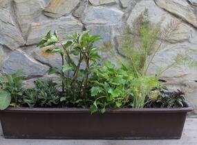 Sestava bylinek na čaj - Bylinky na čaj