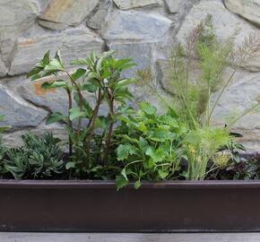 Sestava bylinek na čaj