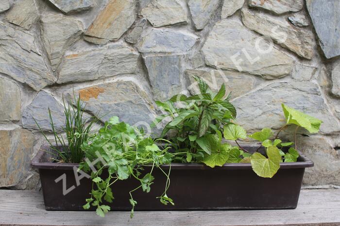 Sestava bylinek pro asijskou kuchyni - Asijské bylinky