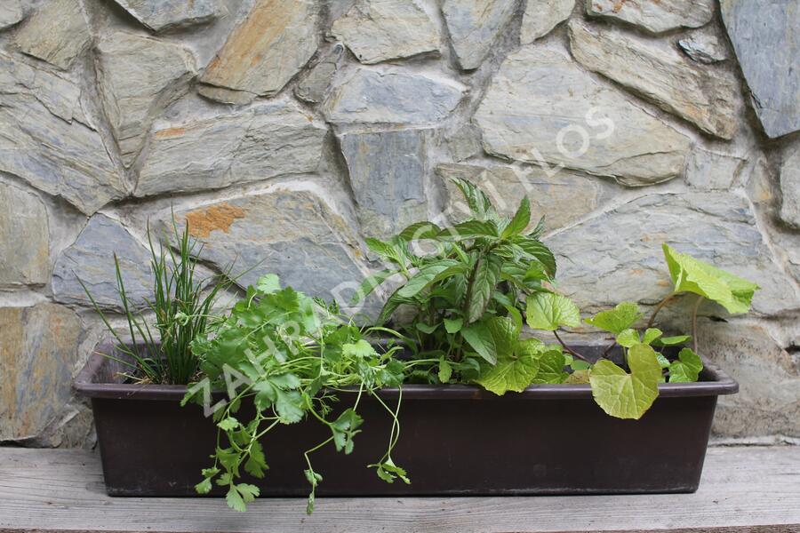 Sestava bylinek pro asijskou kuchyni - Asijské bylinky