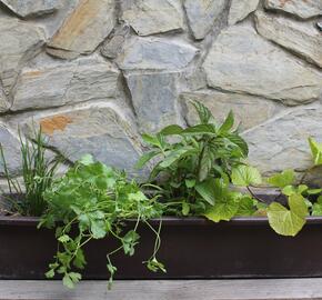 Sestava bylinek pro asijskou kuchyni