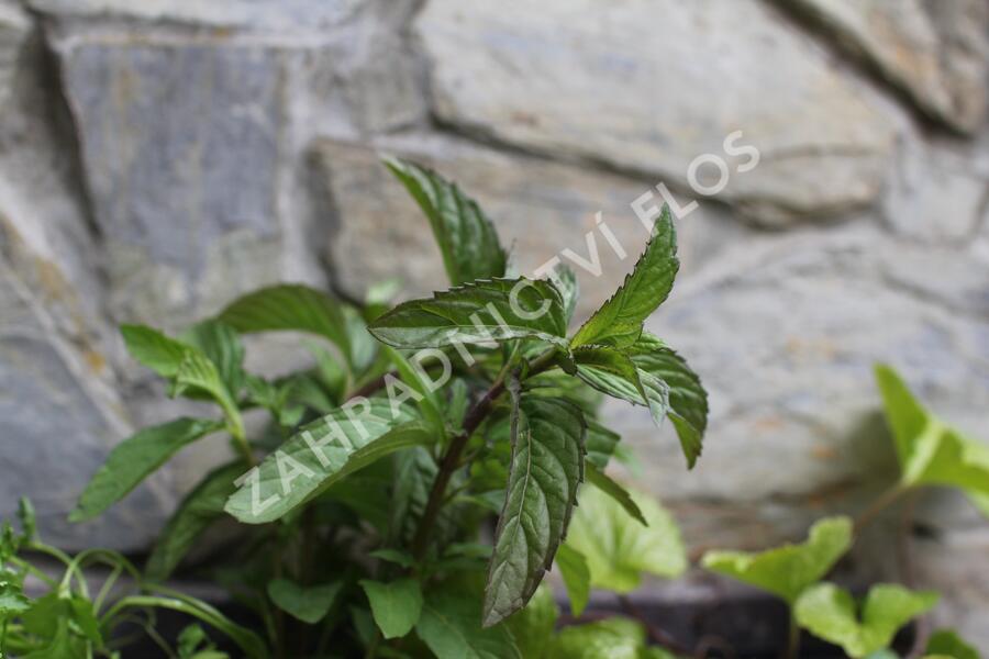 Sestava bylinek pro asijskou kuchyni - Asijské bylinky