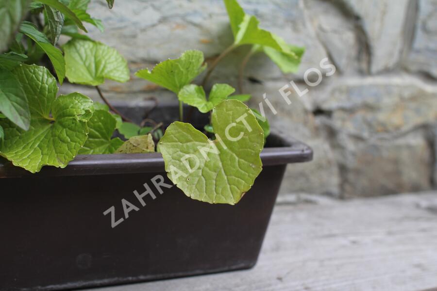 Sestava bylinek pro asijskou kuchyni - Asijské bylinky