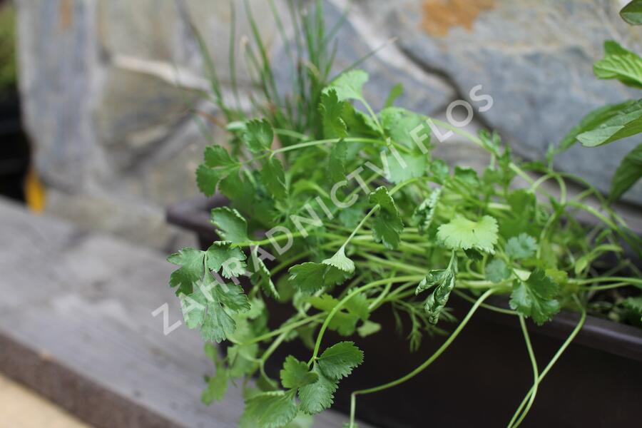 Sestava bylinek pro asijskou kuchyni - Asijské bylinky