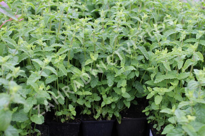 Máta klasnatá, jahodová 'Strawberry mint' - Mentha spicata 'Strawberry mint'