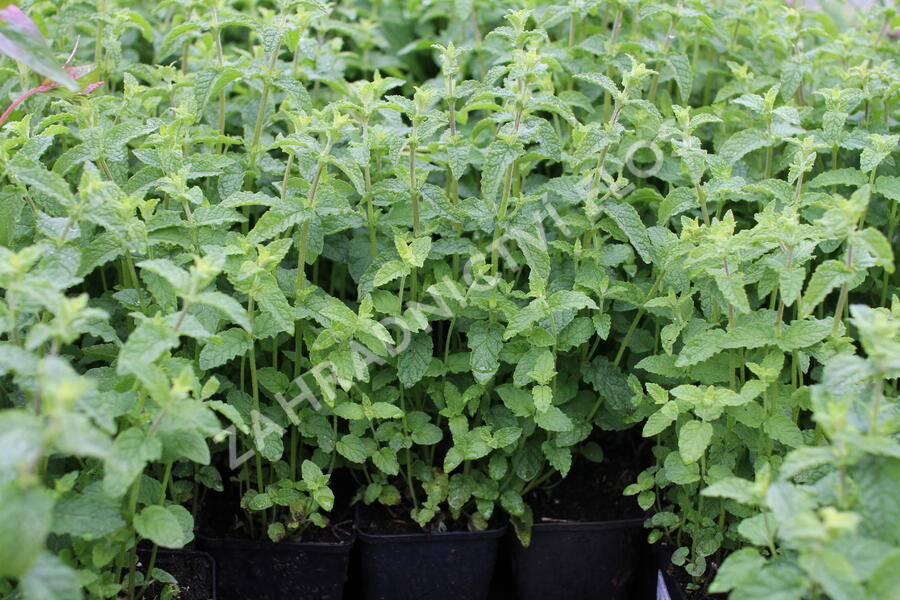Máta klasnatá, jahodová 'Strawberry mint' - Mentha spicata 'Strawberry mint'