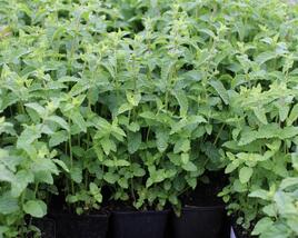 Máta klasnatá, jahodová 'Strawberry Mint'