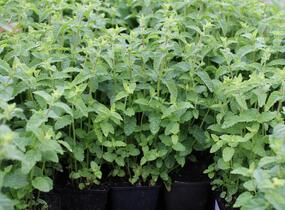 Máta klasnatá, jahodová 'Strawberry Mint' - Mentha spicata 'Strawberry Mint'