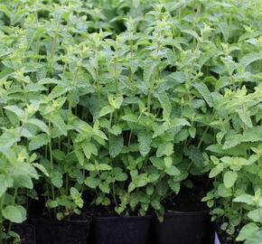 Máta klasnatá, jahodová 'Strawberry mint' - Mentha spicata 'Strawberry mint'