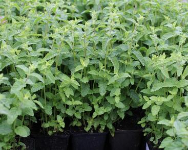 Máta klasnatá, jahodová 'Strawberry Mint'