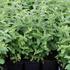 Mentha spicata 'Strawberry mint'.JPG