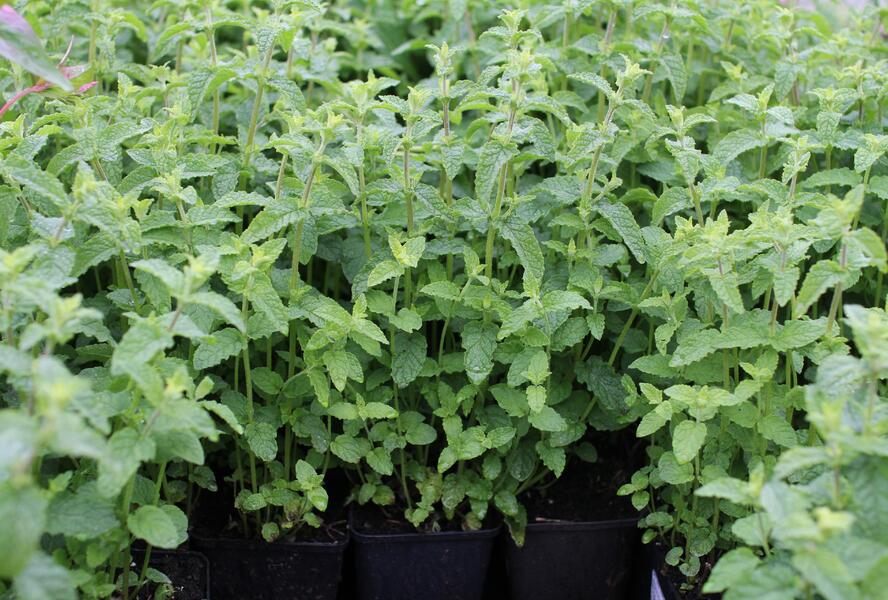 Máta klasnatá, jahodová 'Strawberry Mint' - Mentha spicata 'Strawberry Mint'