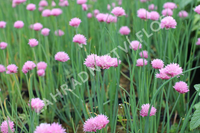 Pažitka pobřežní 'Rising Star' - Allium schoenoprasum 'Rising Star'