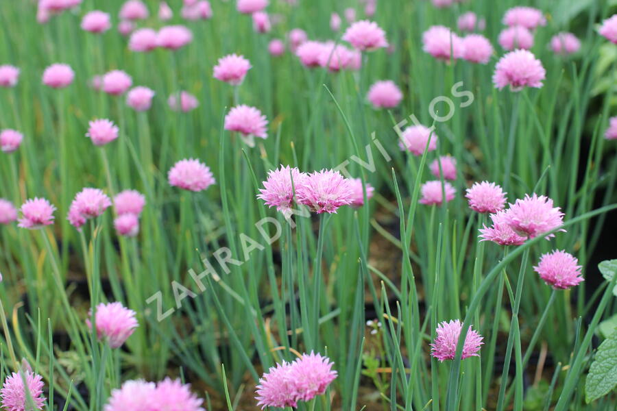 Pažitka pobřežní 'Rising Star' - Allium schoenoprasum 'Rising Star'