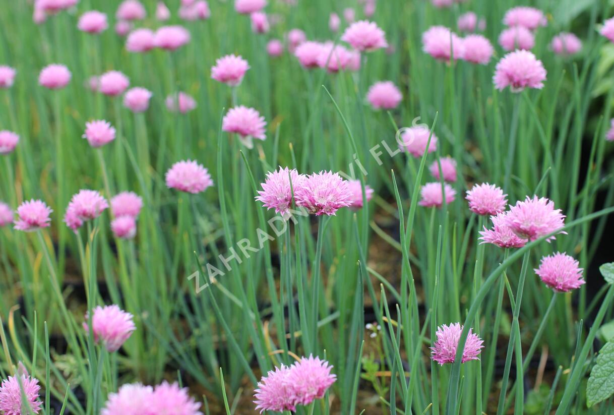 Pažitka pobřežní 'Rising Star' - Allium schoenoprasum 'Rising Star'