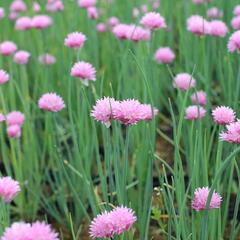 Pažitka pobřežní 'Rising Star' - Allium schoenoprasum 'Rising Star'