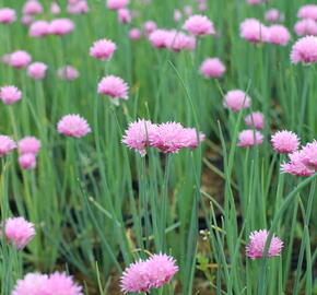 Pažitka pobřežní 'Rising Star' - Allium schoenoprasum 'Rising Star'
