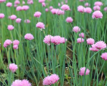 Pažitka pobřežní 'Rising Star'