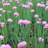 Allium schoenoprasum 'Rising Star'.JPG